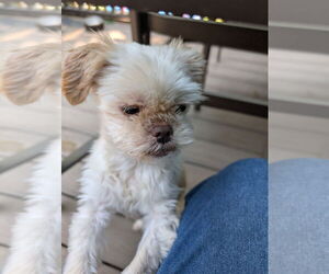 Shih Tzu Dogs for adoption in Caldwell, NJ, USA