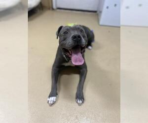 American Pit Bull Terrier-Unknown Mix Dogs for adoption in Chula Vista, CA, USA