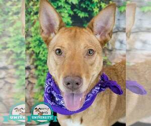 Mutt Dogs for adoption in Kennesaw, GA, USA