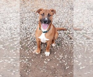 Black Mouth Cur-Unknown Mix Dogs for adoption in Mountain View, AR, USA