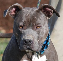 American Pit Bull Terrier Dogs for adoption in Chesapeake City, MD, USA