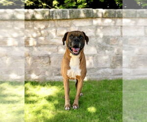 Boxer Dogs for adoption in Dumont, NJ, USA