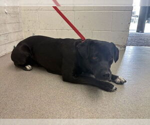 Mutt Dogs for adoption in San Bernardino, CA, USA