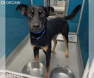 Medium Photo #1 German Shepherd Dog-Unknown Mix Puppy For Sale in Oklahoma City, OK, USA