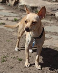Chihuahua Dogs for adoption in Georgetown, CO, USA