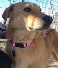 Mutt Dogs for adoption in Carson City, NV, USA