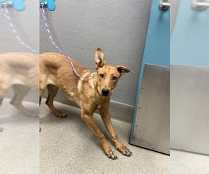 German Shepherd Dog-Unknown Mix Dogs for adoption in Las Vegas, NV, USA
