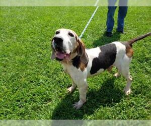 Treeing Walker Coonhound Dogs for adoption in Boonton, NJ, USA