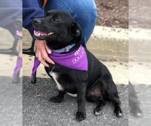 Jug Dogs for adoption in Fredericksburg, VA, USA