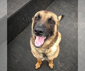 German Shepherd Dog-Unknown Mix Dogs for adoption in Baton Rouge, LA, USA