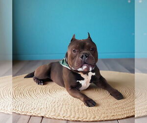 Bulldog-Unknown Mix Dogs for adoption in Pasadena, CA, USA