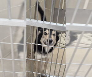 German Shepherd Dog Dogs for adoption in Decatur, IL, USA