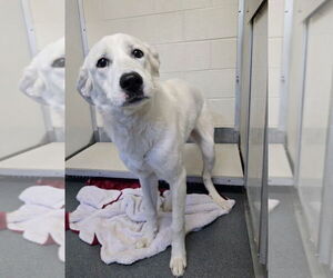Great Pyrenees-Unknown Mix Dogs for adoption in Glen Allen, VA, USA