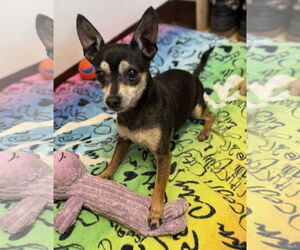 Chihuahua-Unknown Mix Dogs for adoption in Warrenton, VA, USA