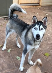 Alaskan Husky Dogs for adoption in Charlotte, NC, USA