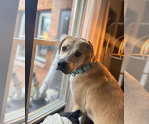 Pyrenees Catahoula Dogs for adoption in New London, WI, USA