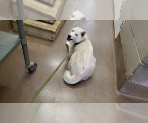 Siberian Husky Dogs for adoption in Aurora, IL, USA