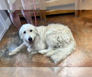 Airedale Terrier-Great Pyrenees Mix Dogs for adoption in Bolivar, MO, USA