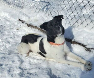 Labrador Retriever Dogs for adoption in Lake City, MI, USA