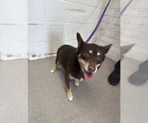 Chihuahua Dogs for adoption in San Bernardino, CA, USA