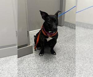 American Pit Bull Terrier-Dachshund Mix Dogs for adoption in Pasadena, TX, USA