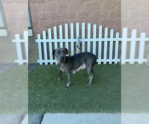 Mutt Dogs for adoption in Modesto, CA, USA