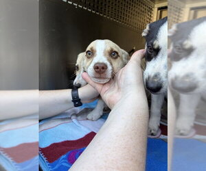 Mutt Dogs for adoption in Oklahoma City, OK, USA
