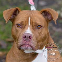 Bullboxer Pit Dogs for adoption in Green Bay, WI, USA