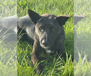 German Shepherd Dog-Unknown Mix Dogs for adoption in Santa Maria, CA, USA