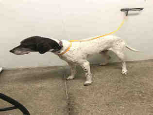 German Shorthaired Pointer Dogs for adoption in Lawrence, KS, USA
