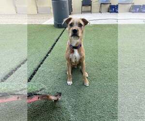 Mutt Dogs for adoption in Tempe , AZ, USA