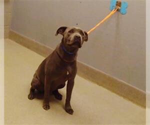 American Pit Bull Terrier-Unknown Mix Dogs for adoption in Las Vegas, NV, USA