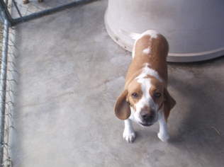 Medium Photo #1 Beagle Puppy For Sale in Bonifay, MO, USA