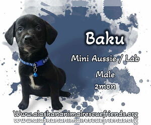 Sheprador Dogs for adoption in Anchorage, AK, USA