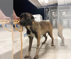 Mutt Dogs for adoption in Bakersfield, CA, USA