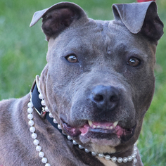 Small American Bulldog-American Staffordshire Terrier Mix