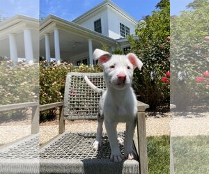 Australian Shepherd-Unknown Mix Dogs for adoption in San Francisco, CA, USA