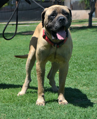 Medium Photo #1 Mastiff Puppy For Sale in Goodyear, AZ, USA