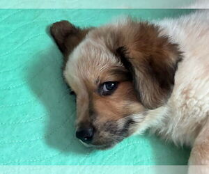 Great Pyrenees-Unknown Mix Dogs for adoption in Minneapolis, MN, USA