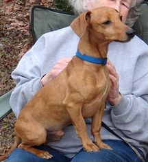 Chiweenie Dogs for adoption in Stockport, OH, USA