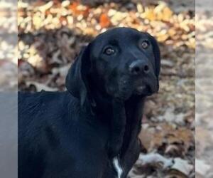 Labrador Retriever-Unknown Mix Dogs for adoption in Yardley, PA, USA