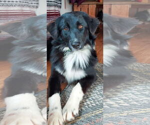 Border-Aussie Dogs for adoption in Denver , CO, USA