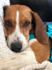 treeing walker beagle mix