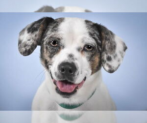 Dachshund-Unknown Mix Dogs for adoption in Fort Collins, CO, USA