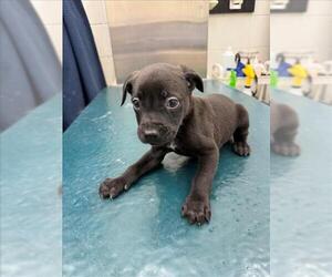 Labrador Retriever-Unknown Mix Dogs for adoption in Mobile, AL, USA