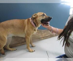 German Shepherd Dog-Unknown Mix Dogs for adoption in Temple, TX, USA