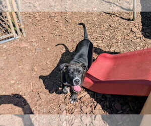 Mutt Dogs for adoption in McCormick, SC, USA