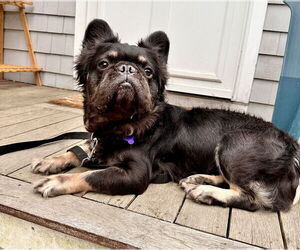 French Bulldog-Pembroke Welsh Corgi Mix Dogs for adoption in Oak Bluffs, MA, USA