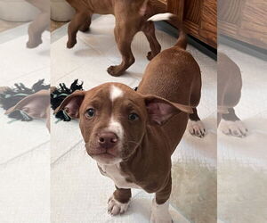 American Pit Bull Terrier-Unknown Mix Dogs for adoption in Polson, MT, USA