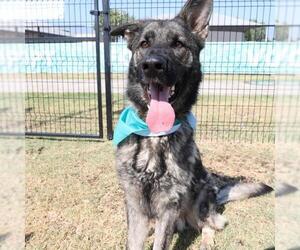 German Shepherd Dog Dogs for adoption in San Antonio, TX, USA